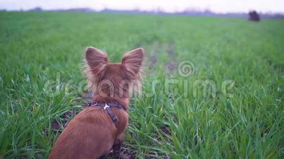 可爱的滑稽狗吉娃娃在绿色的田野里散步漂亮的小狗大耳朵视频的预览图
