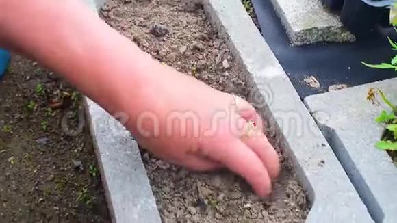 无法辨认的女人用她的手在花园里撕开杂草视频的预览图