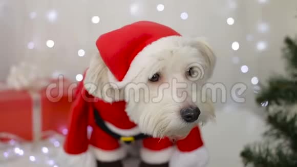 穿圣诞老人服装的圣诞狗腿狗视频的预览图