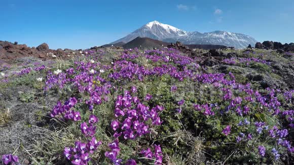 火山背景下生长在火山上的草甸花视频的预览图