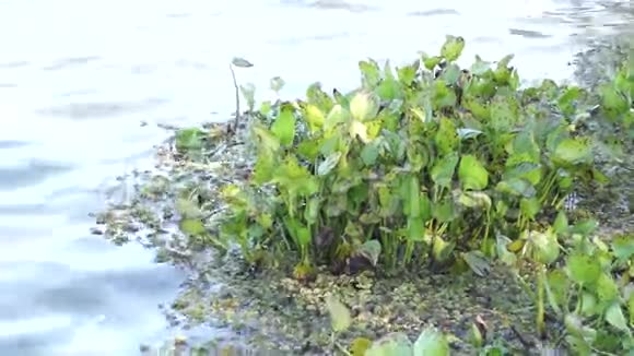 水葫芦植物视频的预览图