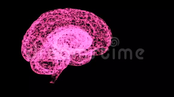 开间粉红色人脑解剖模型的抽象视图视频的预览图