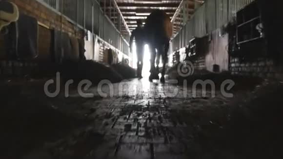 年轻的骑师带着一匹马从马厩里走出来人牵马出马厩带种马的男性剪影视频的预览图