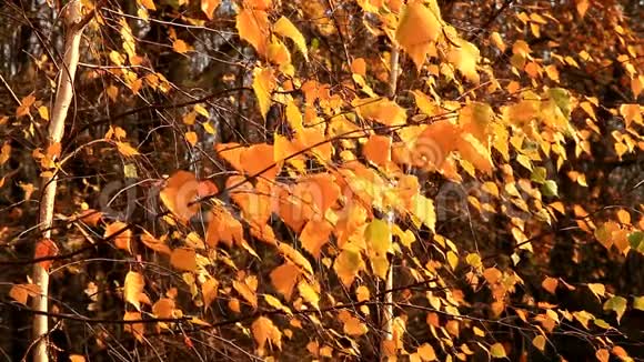 阳光下的黄桦叶在风中摇曳视频的预览图