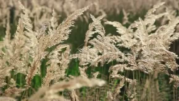 黎明时小穗生野草阳光下的植物视频的预览图