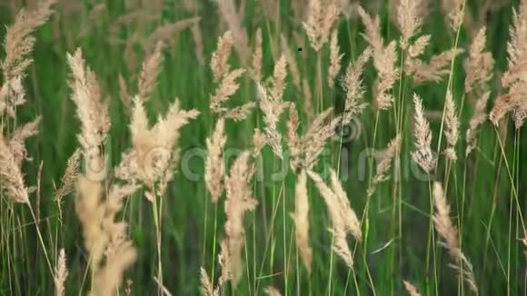 带小穗的野草在风中平稳地摆动夏生植物视频的预览图