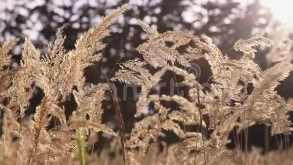 黎明时小穗生野草阳光下的植物视频的预览图