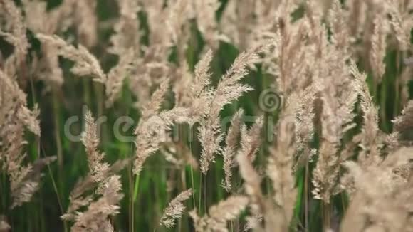 田间有草耳麦小麦或其他植物没有人视频的预览图