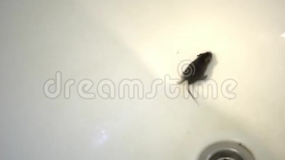 洗澡时白色背景上可爱的灰色小老鼠视频的预览图