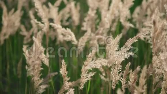 谷类植物特写金黄色的耳朵和绿色的草地耳朵的一种植物视频的预览图