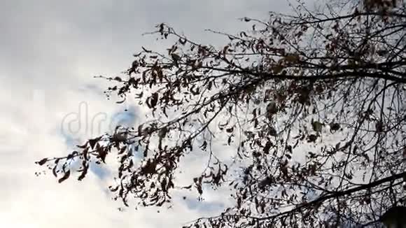在云的背景下秋天树的一根树枝视频的预览图