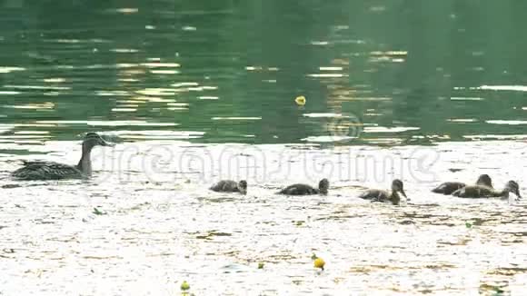 可爱的母鸭池塘里有一群小鸭子视频的预览图
