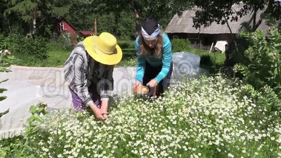 奶奶和女孩收集药用香樟素天然药物视频的预览图