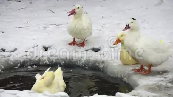 鹅在冬天的冰洞池里游泳洗澡视频的预览图