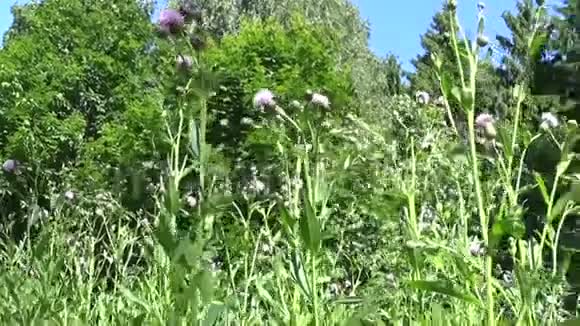 匍匐蓟或粉红色母猪蓟盛开的CirsiumArvense全景运动摄像机视频片段视频的预览图