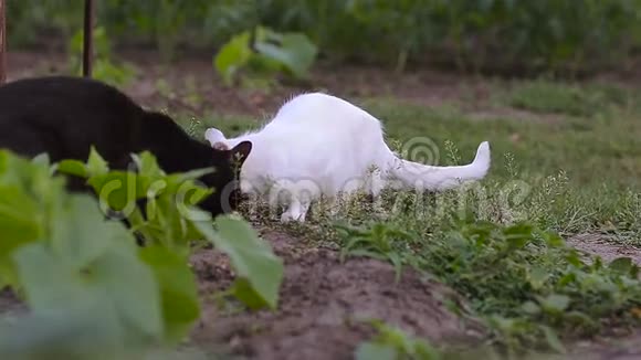 黑白猫在花园公园里吃食物视频的预览图