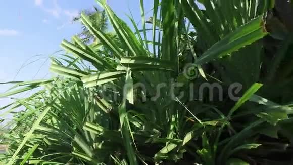 斯里兰卡的绿色野生植物视频的预览图