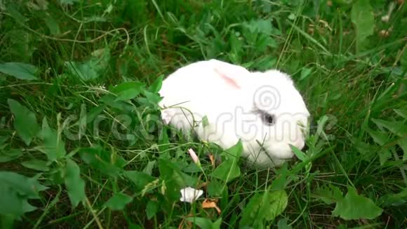 草地上的兔子小白兔小白兔慢动作视频的预览图