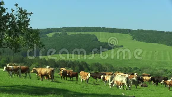草地上有成群的奶牛的景观教科文组织生物圈保护区BileKarpaty视频的预览图