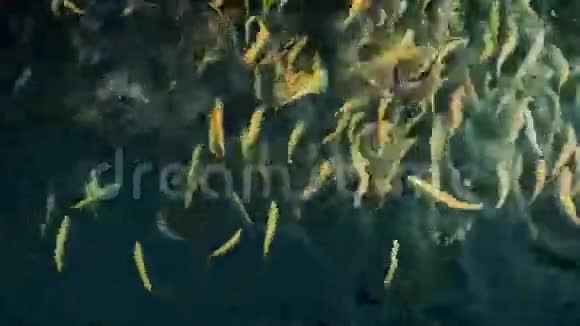 在养鱼场的笼型饲养琥珀黄鳟鱼在深蓝色的水中游泳成一个圆圈视频的预览图