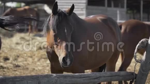好奇的小马在围栏里一匹马望着视频的预览图