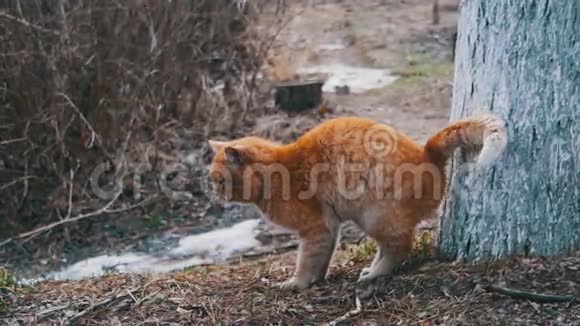 早春街头公园里无家可归的红猫慢动作搞笑都市猫视频的预览图