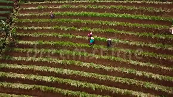 韭菜田和农民的空中镜头视频的预览图