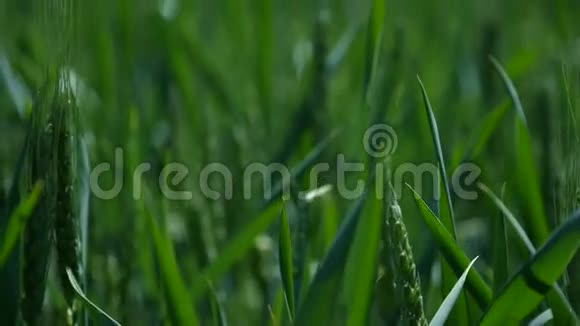 小穗绿色草地在风中特写视频的预览图