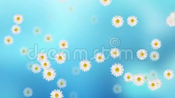 雏菊花动画视频的预览图