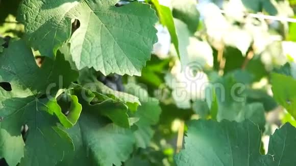 成熟的葡萄树枝上有叶子视频的预览图