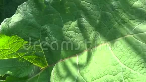 小牛蒡的绿叶氚高清视频视频的预览图