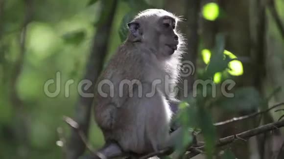 猴子挂在树枝上2视频的预览图