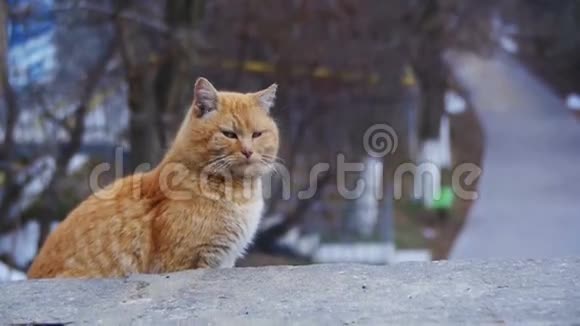 冬天公园街上无家可归的红猫慢动作搞笑都市猫视频的预览图