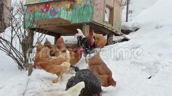 雪天鸡在有机农场喂粮视频的预览图
