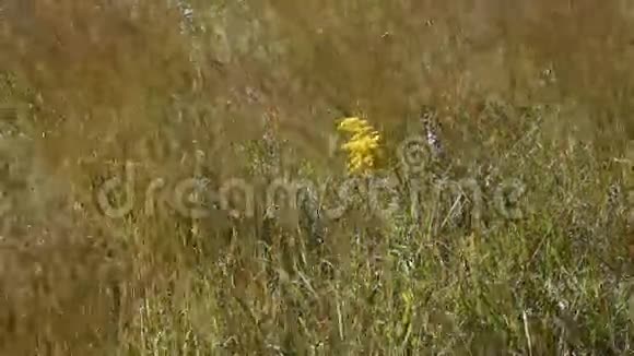 草原草地上的金棒视频的预览图