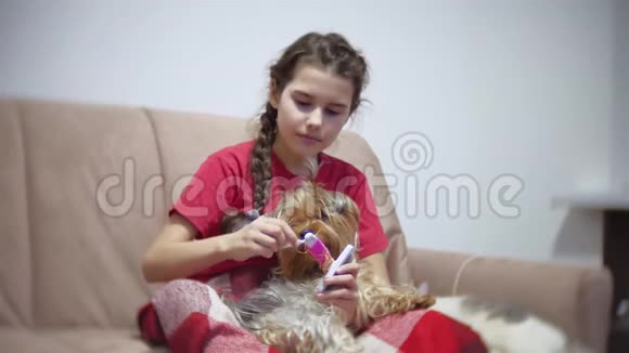 那个女孩正在梳理狗为宠物狗在室内做发型的女婴视频的预览图
