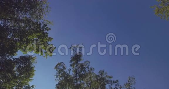 4K轮从蓝天的树木中射出视频的预览图