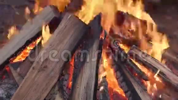 冬季森林的篝火视频的预览图