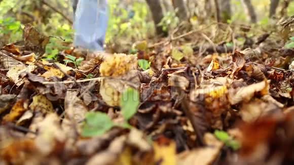 在森林里采蘑菇的女孩视频的预览图