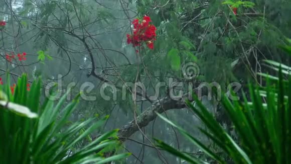 户外热带倾盆大雨视频的预览图