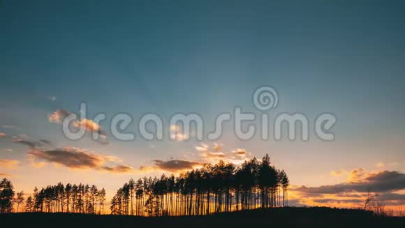 松林中日落阳光明媚的春天针叶林阳光透过树林照射进来视频的预览图