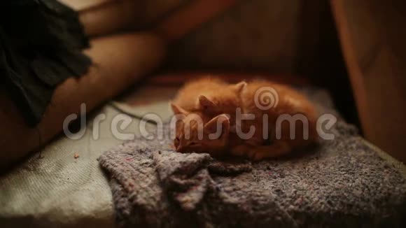 可爱的睡橙小猫视频的预览图