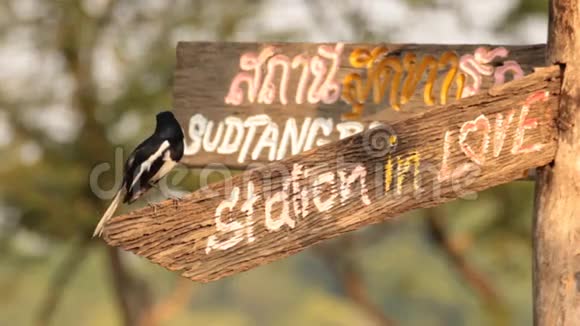 鸟东方喜鹊知更鸟在木制标志上有文字站的爱视频的预览图