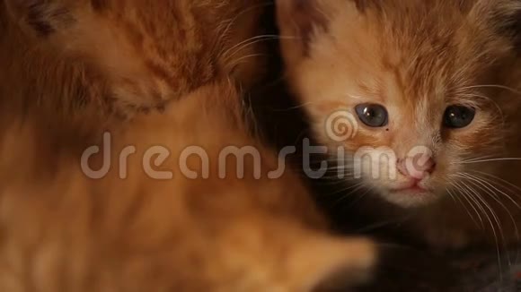 可爱的睡橙小猫视频的预览图
