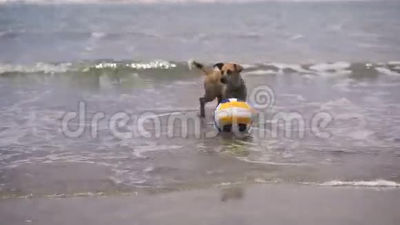 狗在水里在沙滩上打海洋排球狗和她在水里玩一波又一波的打蜡和打蜡视频的预览图
