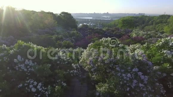 美丽的丁香枝头在风中摇曳空中观景基辅乌克兰视频的预览图