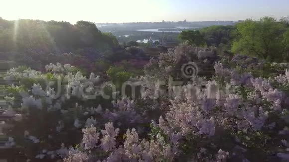 美丽的丁香枝头在风中摇曳空中观景基辅乌克兰视频的预览图