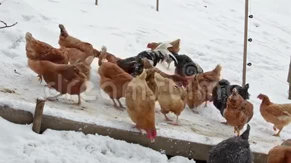 雪天鸡在有机农场喂粮视频的预览图