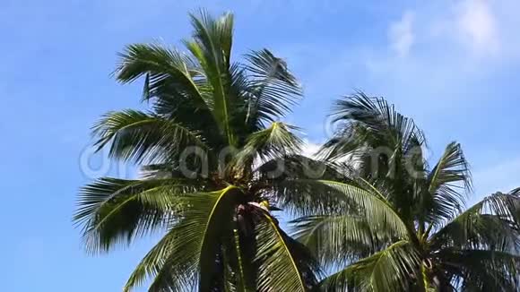 椰子树随风飘动没有声音视频的预览图
