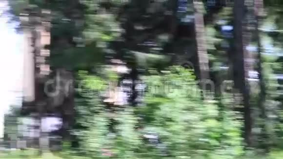 绿色森林与松树的圆形运动视频的预览图